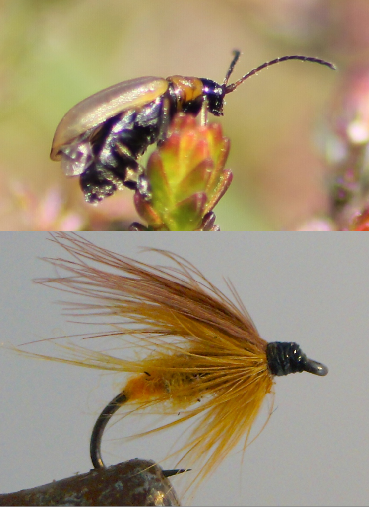 Heather beetle and its fishing fly look-alike