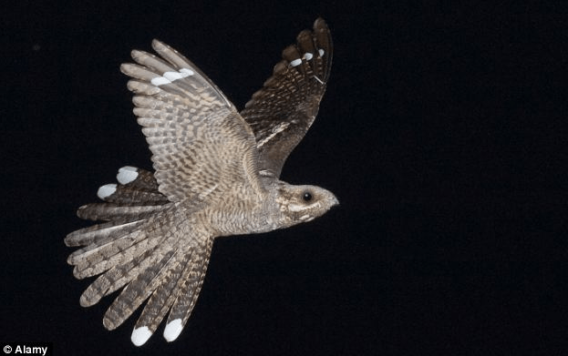 Amazing nightjars - obviously not my picture - 