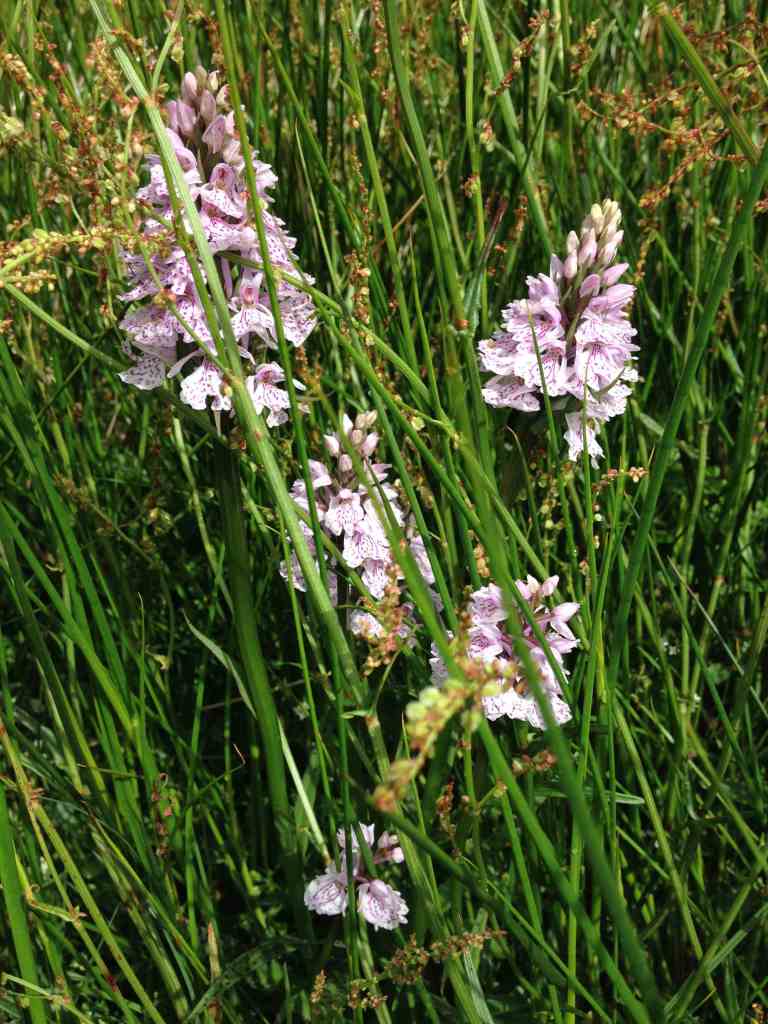 Orchids in the long grass