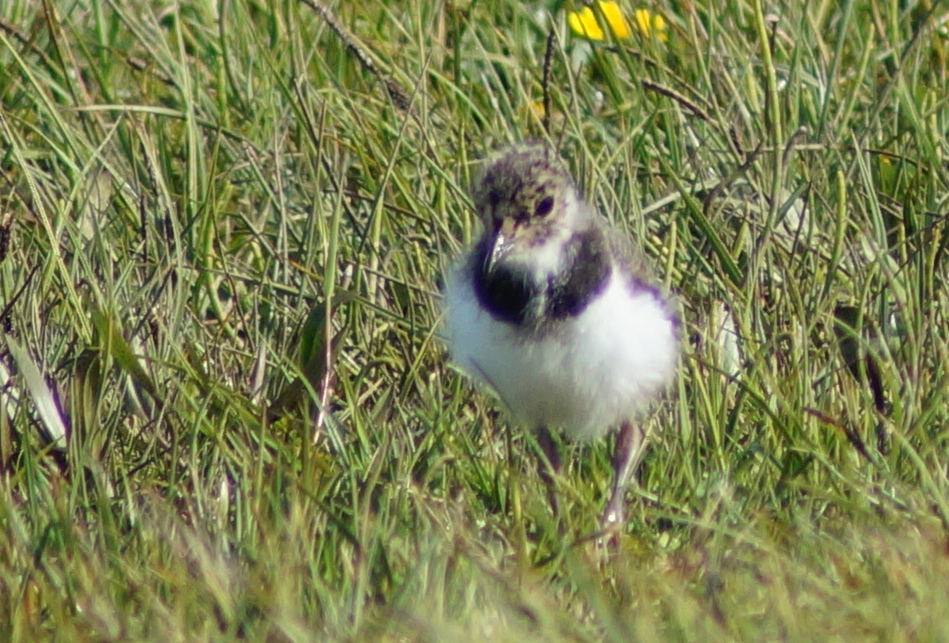 Chicks at all different stages