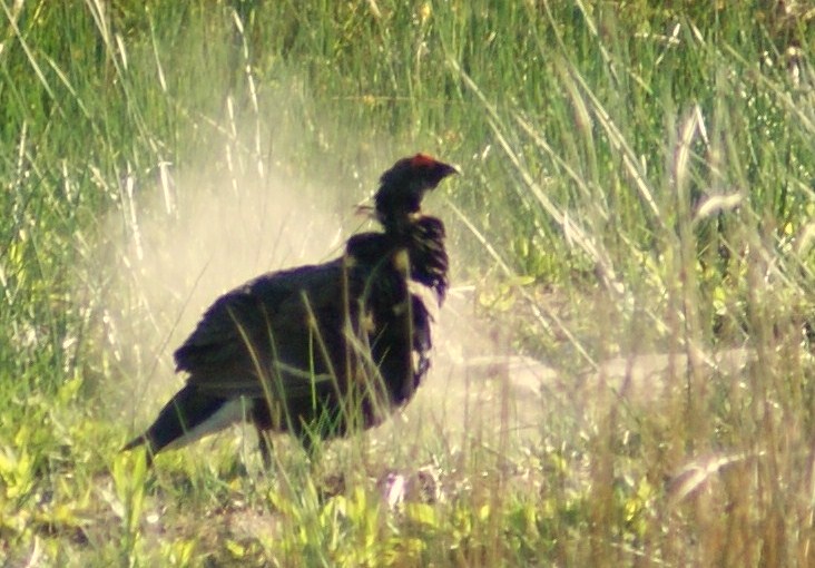 An explosion of dust