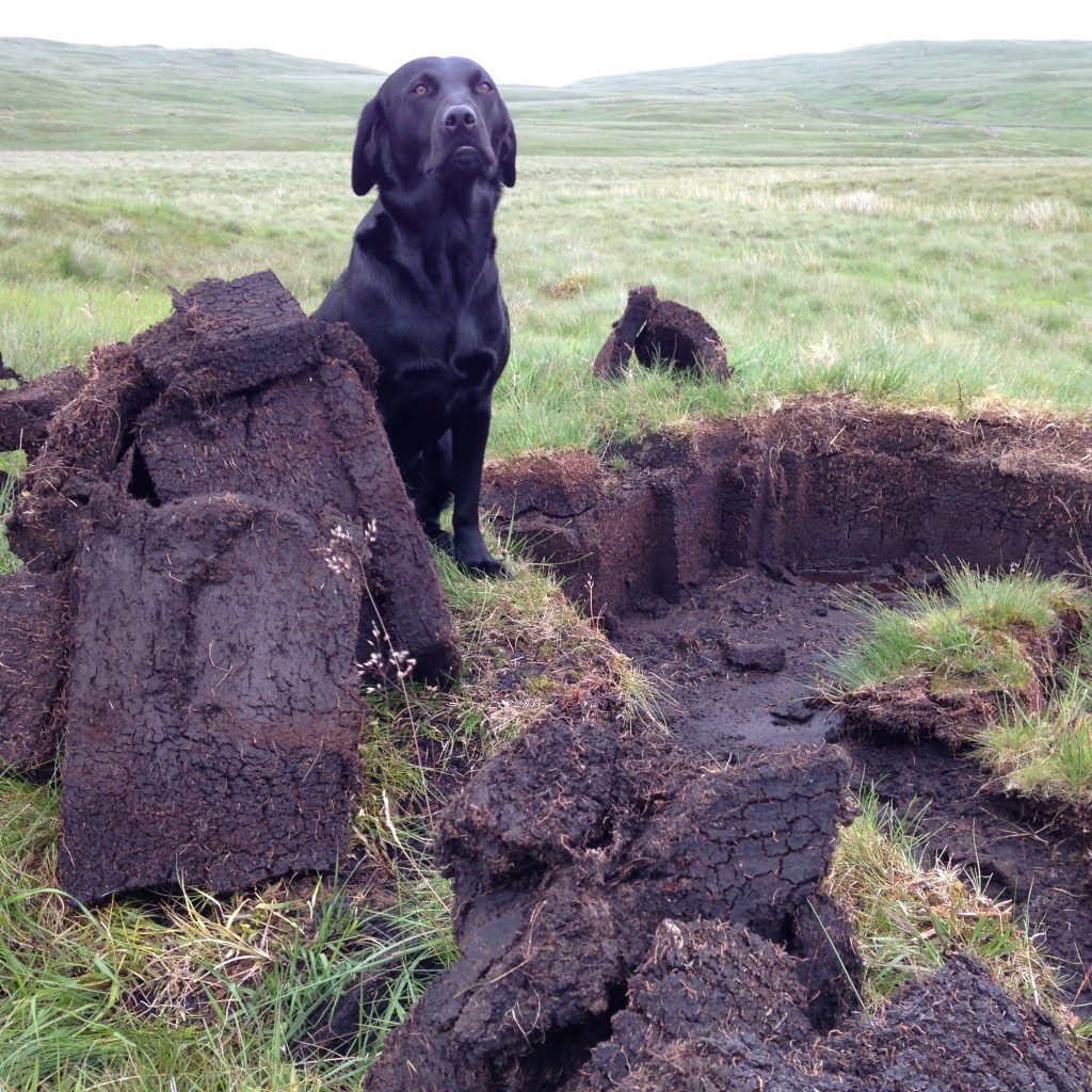 An embarrassed labrador for scale