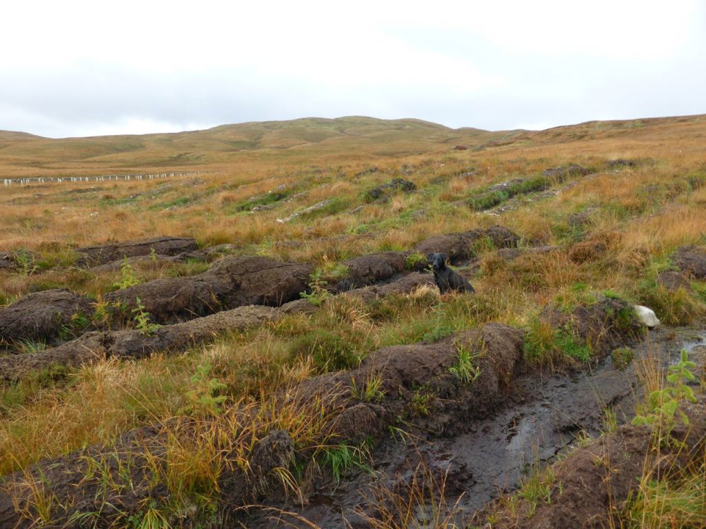 A softwood plantation in its first year - 2013 - 