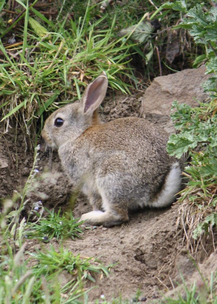 The changing fortunes of the local rabbits