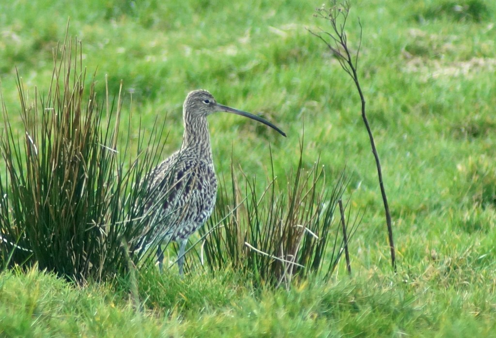 Curlews become a sign of autumn