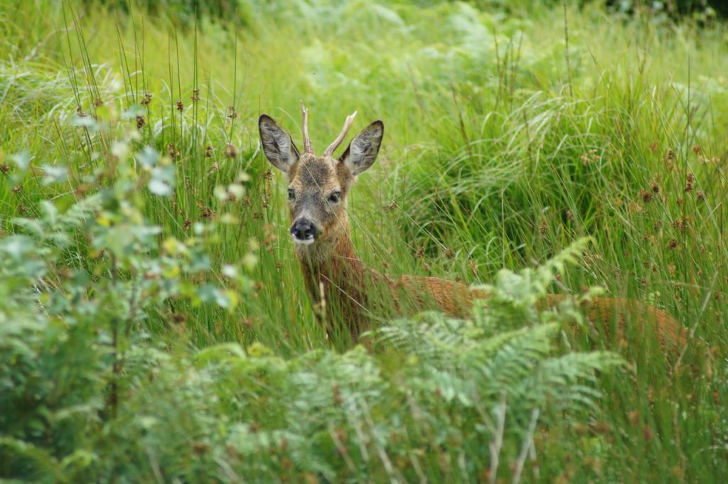 The fury of the rut has passed