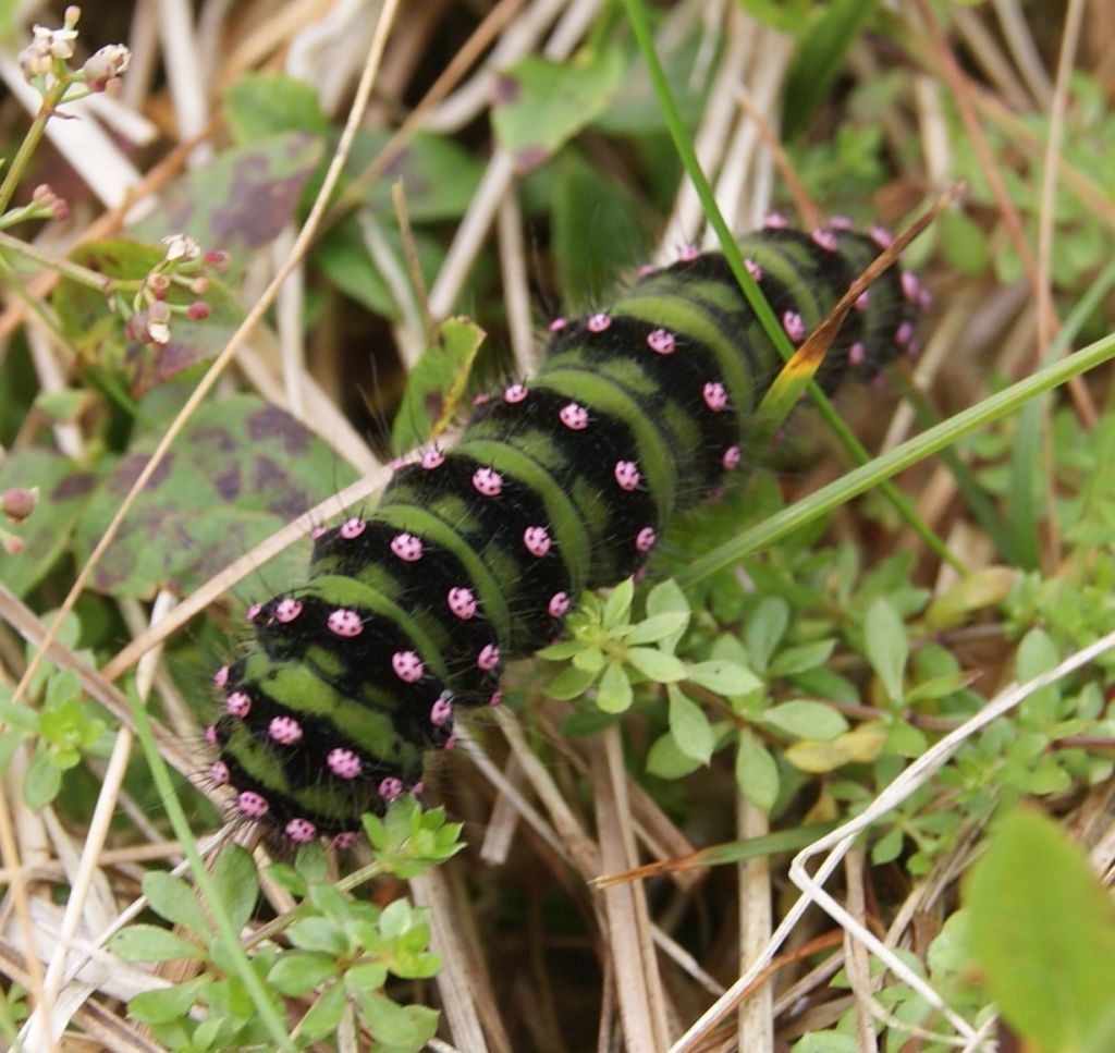 An emperor moth caterpillar on bedstraw and blaeberry