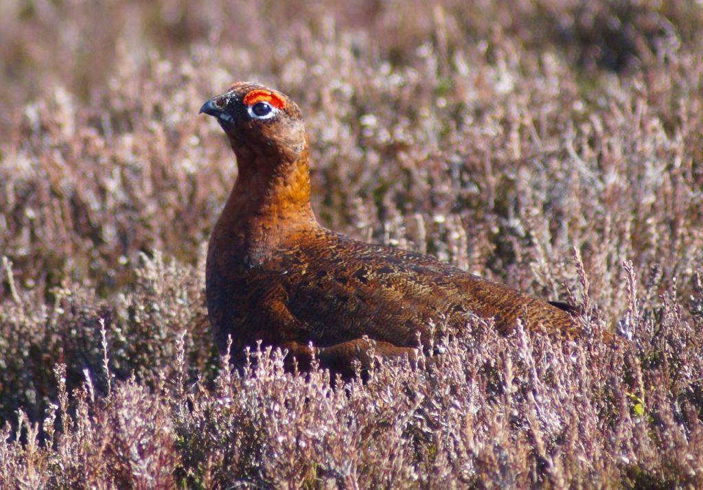 Grouse are just part of the story