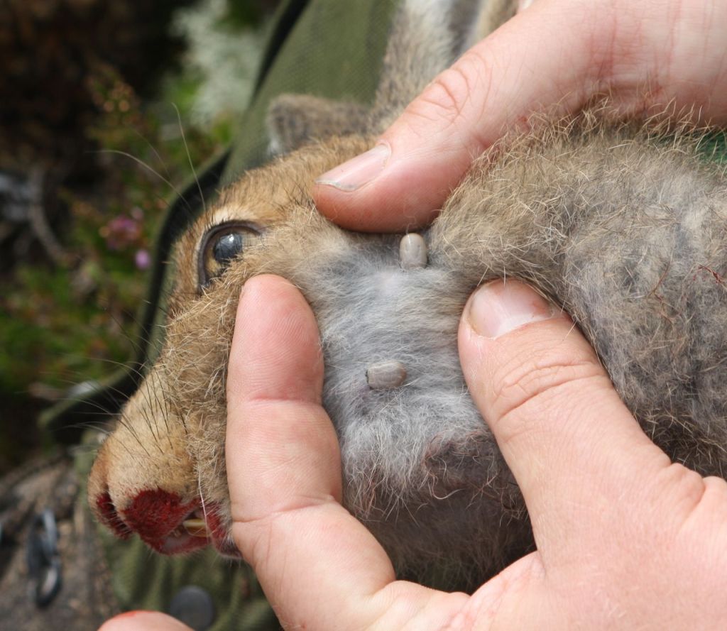 Ticks on a mountain hare