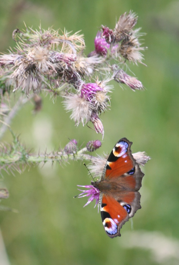 Peacocks and scotch argus en masse