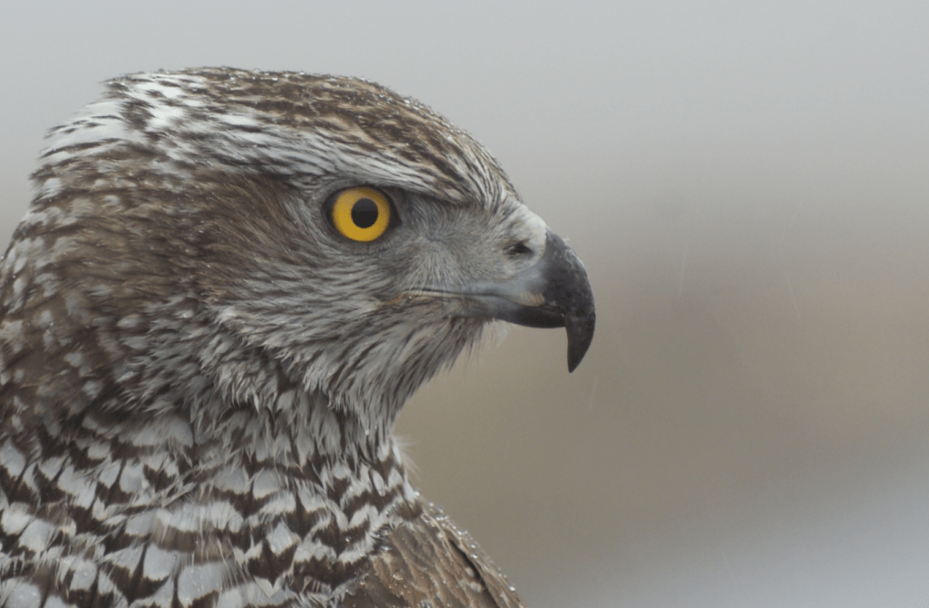 Too close for comfort