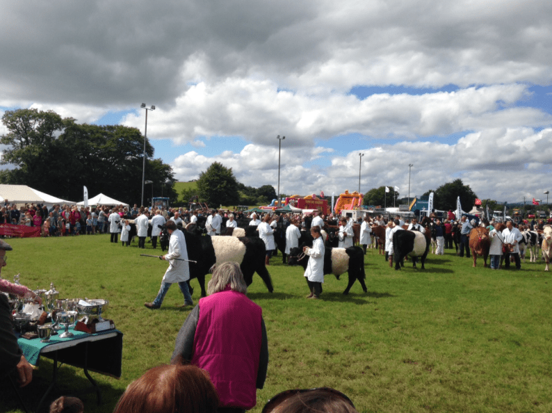 Galloways in the ring