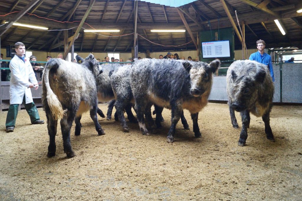 Blue greys at Newcastleton