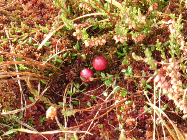 Screen Shot 2016-01-03 at 18.44.18