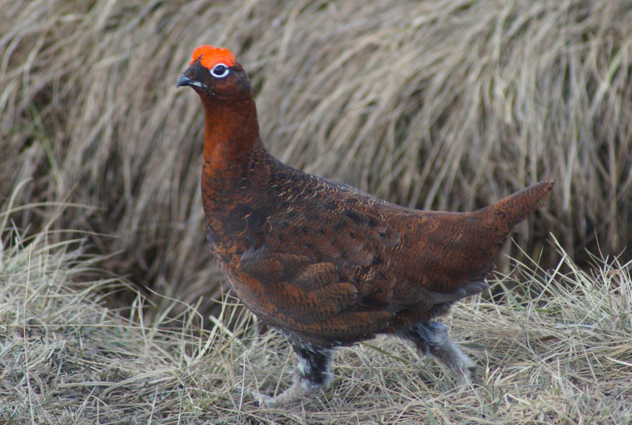 grouse