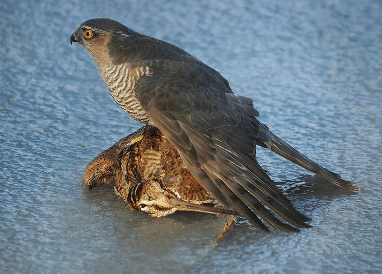 Screen Shot 2016-03-08 at 10.06.07