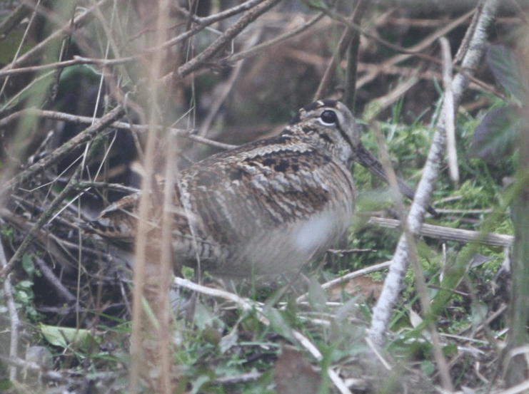 Screen Shot 2016-03-12 at 11.42.53