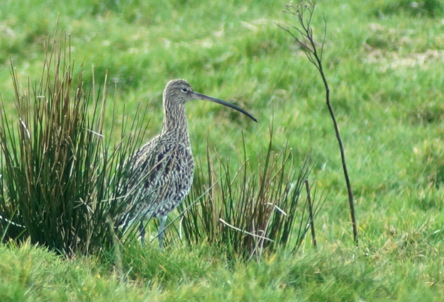 Screen Shot 2016-04-04 at 10.10.26