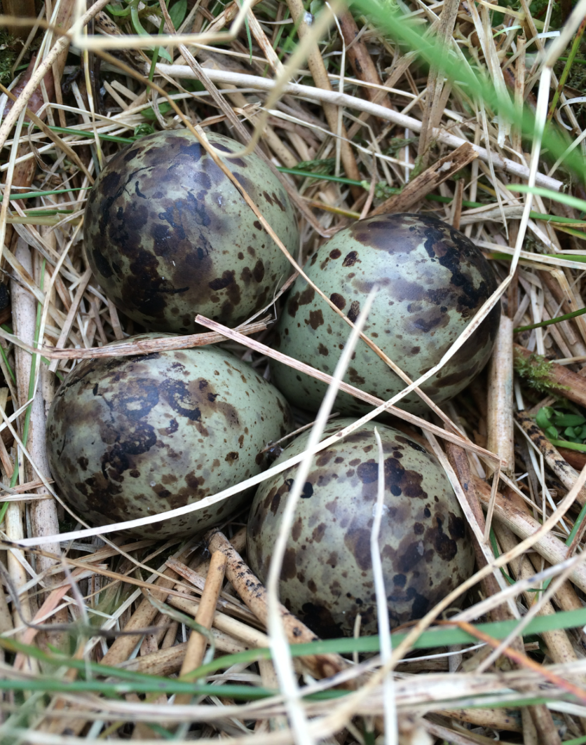 Screen Shot 2016-04-29 at 19.21.51