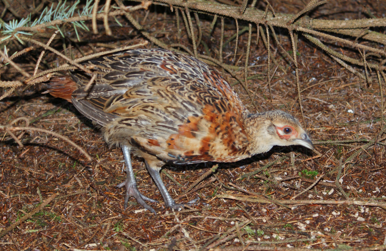 Wild Birds – Bog Myrtle & Peat