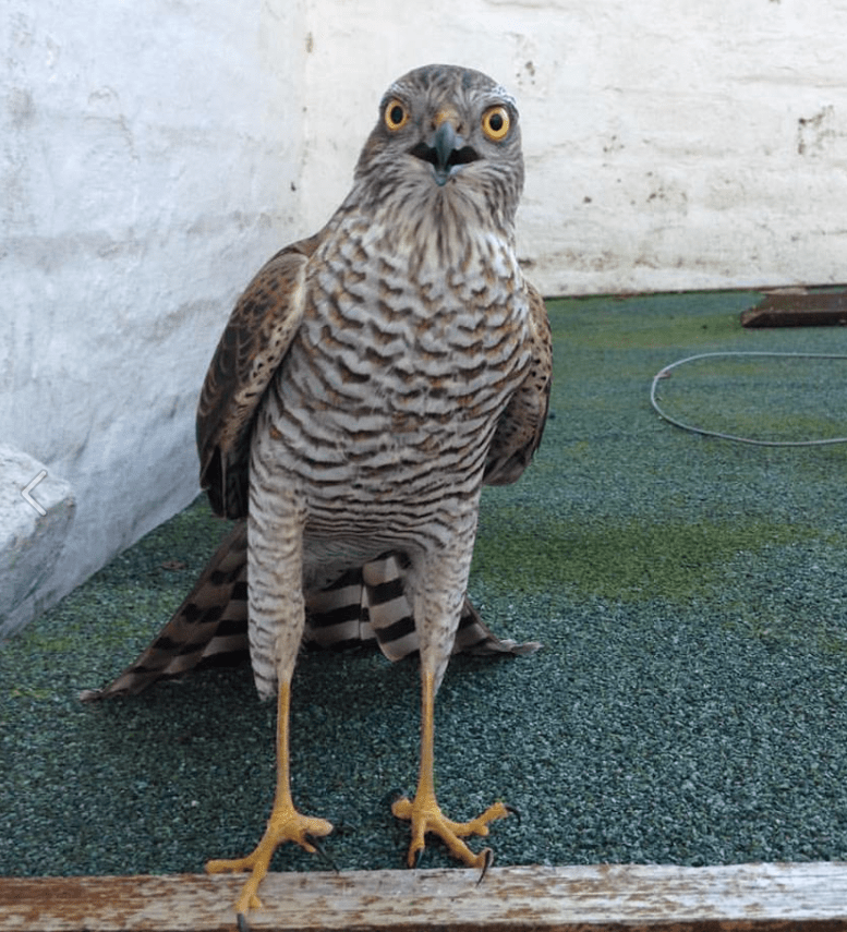 Screen Shot 2016-11-05 at 18.33.11.png