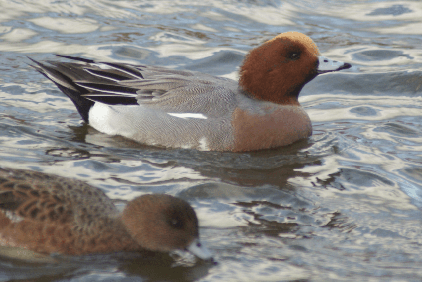 screen-shot-2016-11-13-at-15-51-52