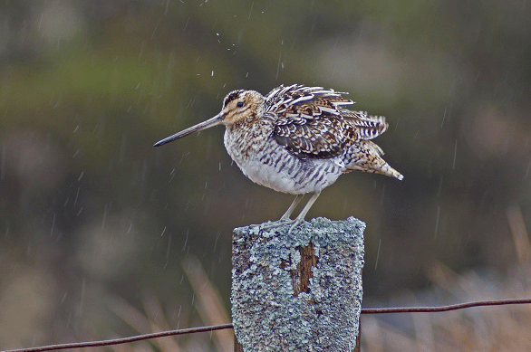 Screen Shot 2017-02-08 at 17.45.24.png