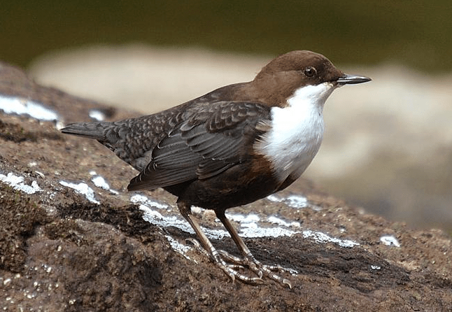 Screen Shot 2017-02-14 at 11.31.23.png