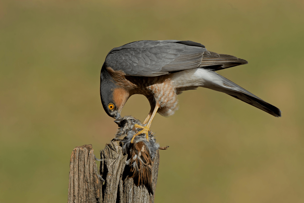 screen-shot-2017-02-23-at-14-53-29