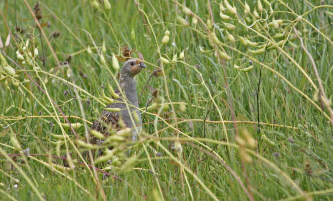 Screen Shot 2017-03-06 at 11.08.27.png