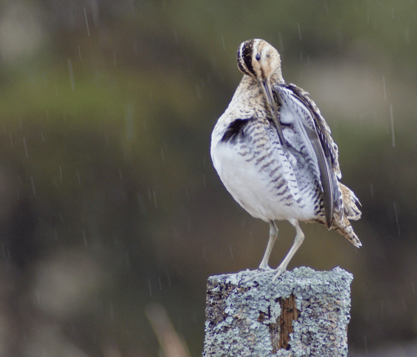 Screen Shot 2017-03-11 at 13.22.51