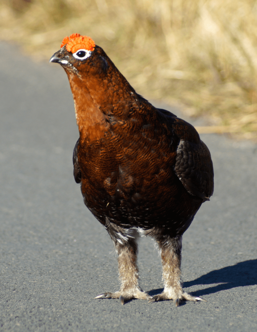 Screen Shot 2017-03-28 at 09.56.58.png