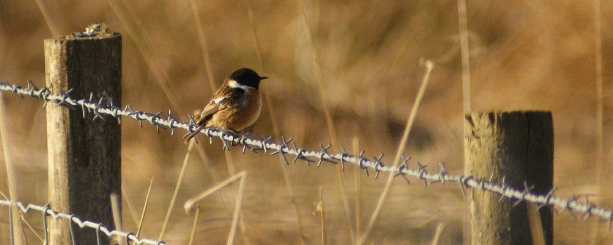 Screen Shot 2017-03-29 at 10.04.37