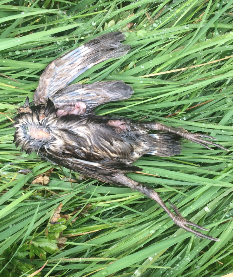 Screen Shot 2017-05-15 at 11.38.02