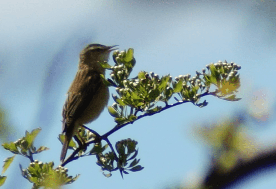 Screen Shot 2017-05-29 at 22.31.20