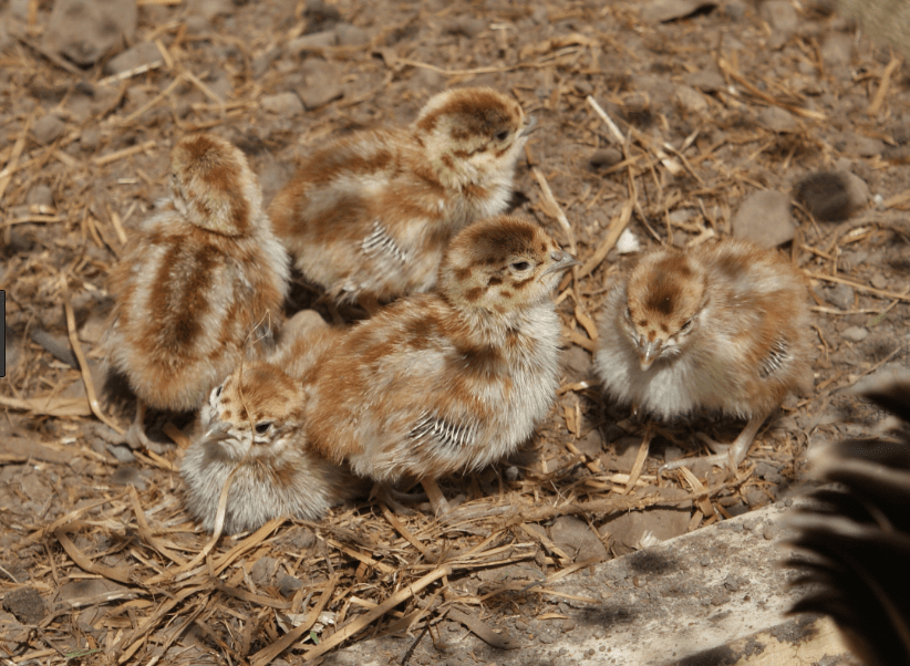 Screen Shot 2017-05-29 at 23.02.27