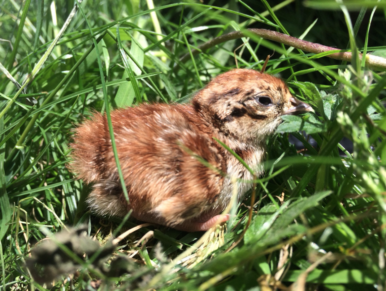 Screen Shot 2017-06-22 at 15.26.15