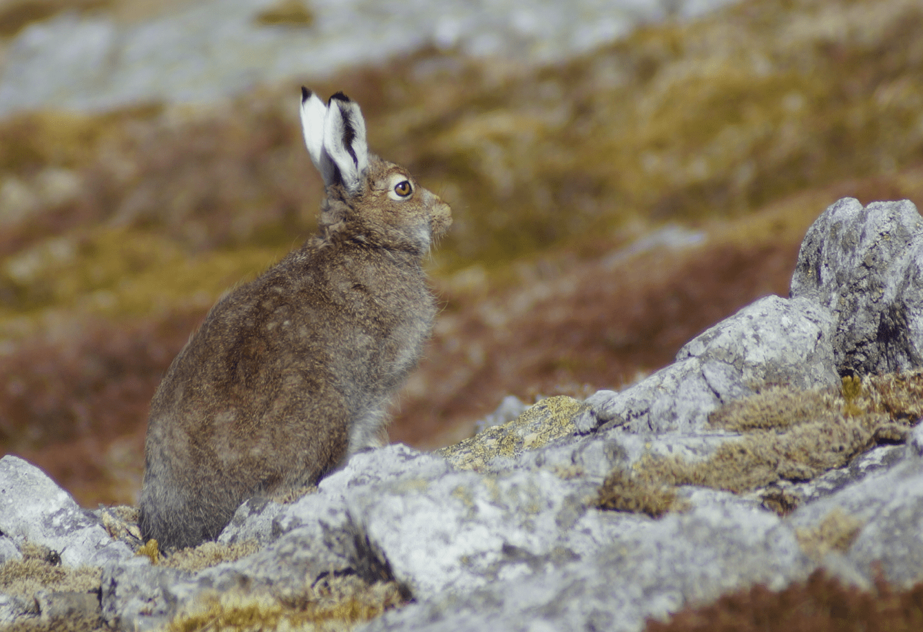 Screen Shot 2017-06-29 at 12.56.06