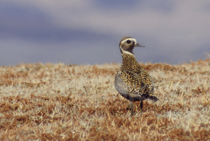 Screen Shot 2017-07-06 at 13.10.09