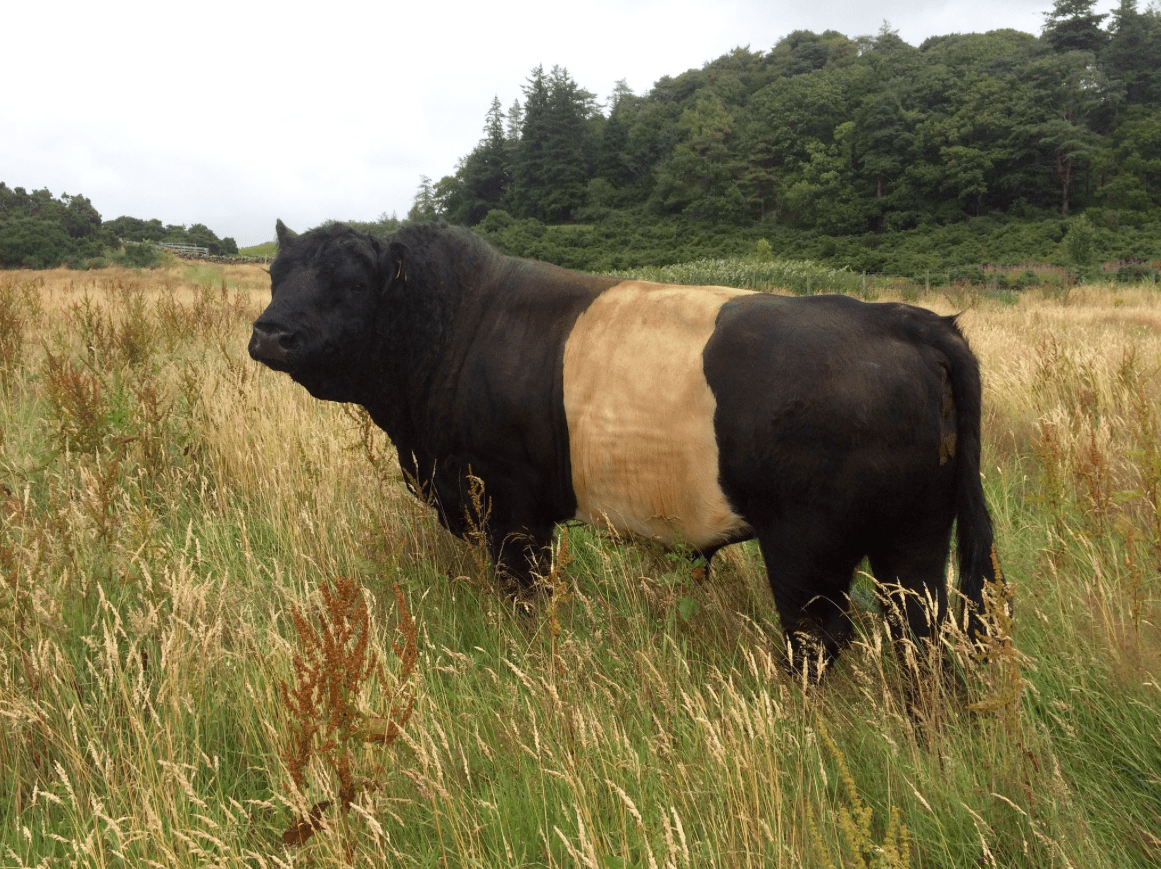 Screen Shot 2017-07-31 at 10.00.44