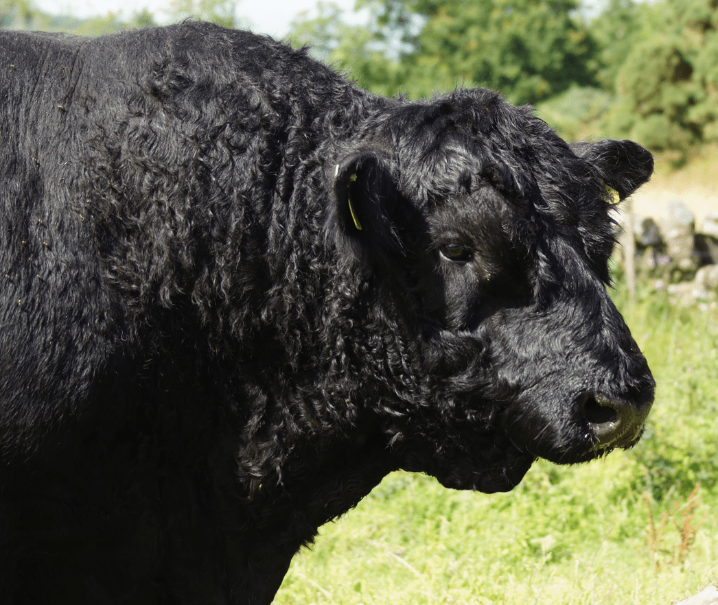 Screen Shot 2017-08-04 at 13.52.27