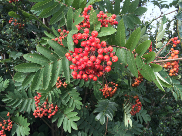 Screen Shot 2017-08-05 at 22.30.15