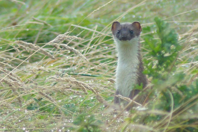 Screen Shot 2017-08-13 at 14.03.27