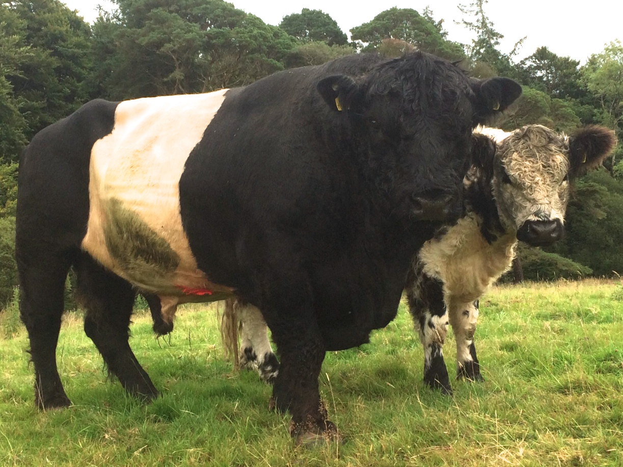 Screen Shot 2017-08-28 at 09.20.57.jpg