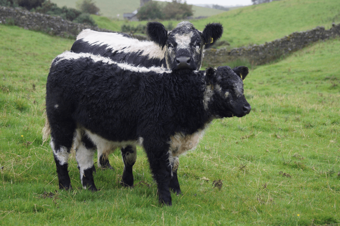 Screen Shot 2017-09-05 at 09.34.14