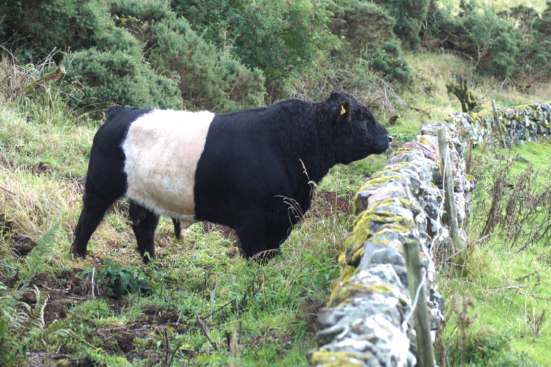 Screen Shot 2017-09-10 at 12.26.24