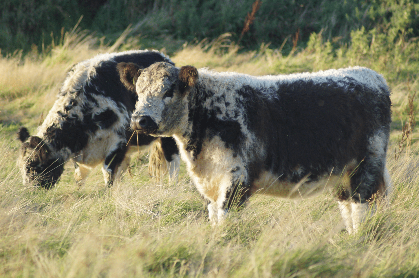 Screen Shot 2017-09-18 at 10.24.12