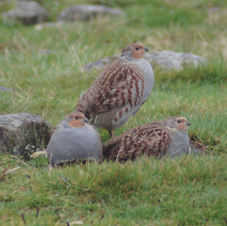 Screen Shot 2017-10-15 at 19.59.27.png