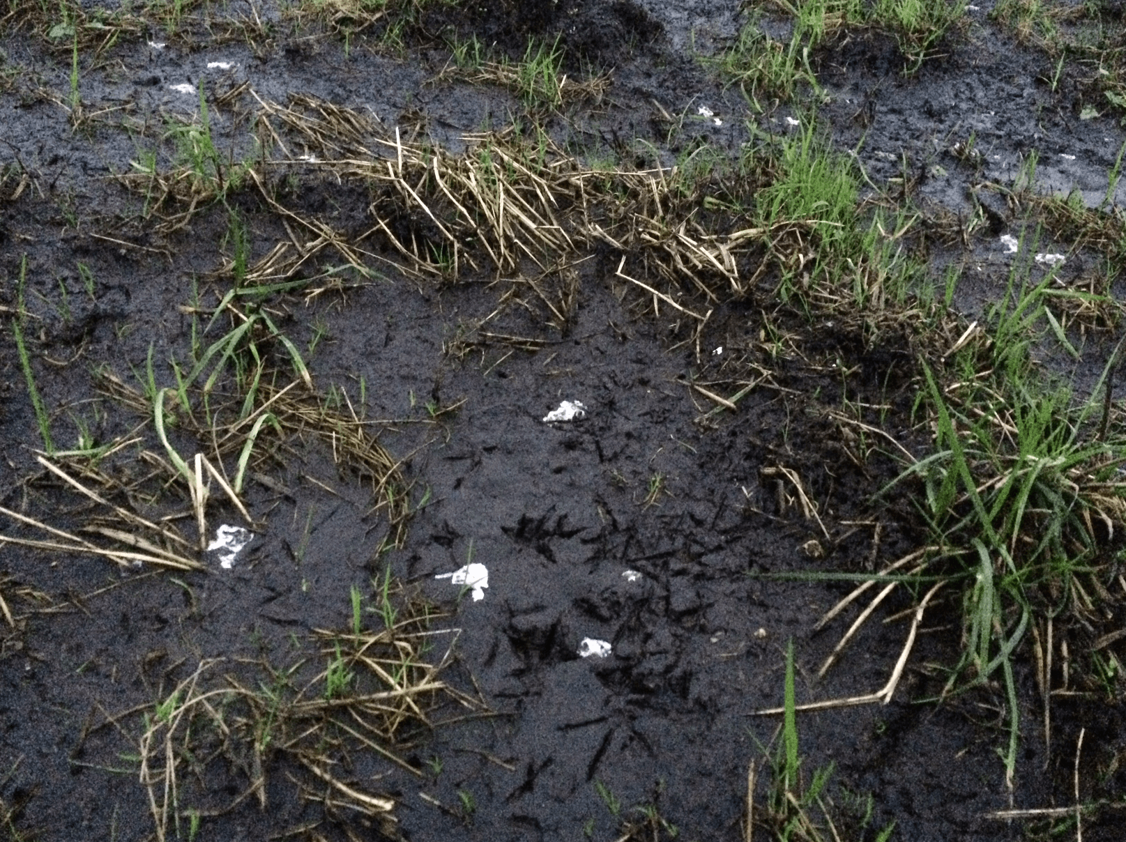 Screen Shot 2017-11-04 at 16.26.32