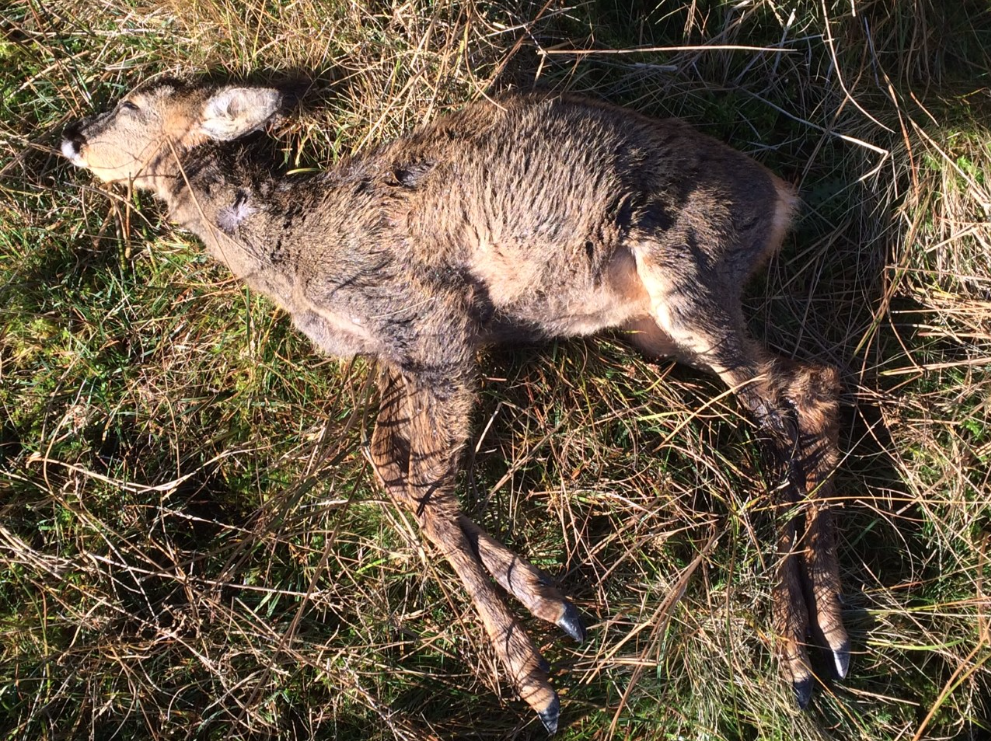 Screen Shot 2017-11-06 at 19.12.12